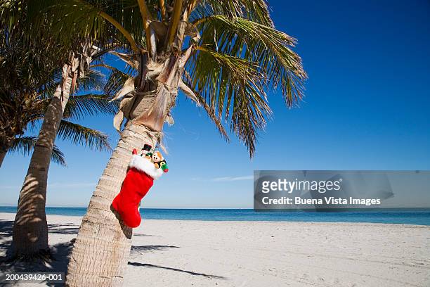 christmas stocking with gifts hanging from palm tree - christmas palm tree stock pictures, royalty-free photos & images