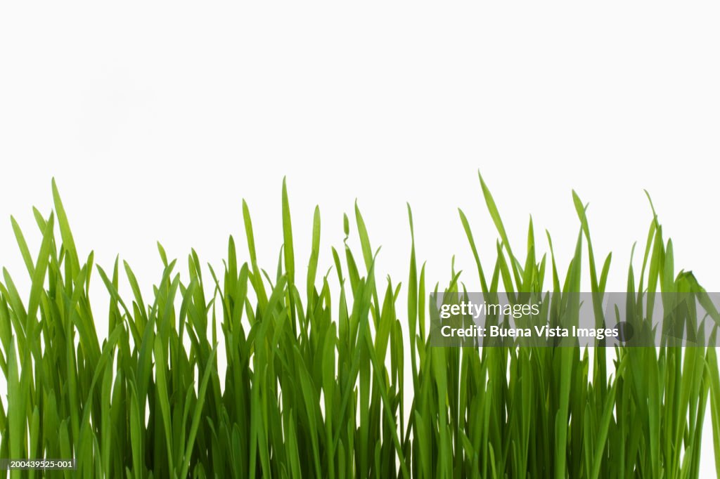 Grass, close-up