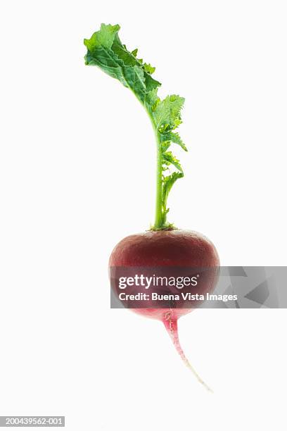 radish - radish stock pictures, royalty-free photos & images