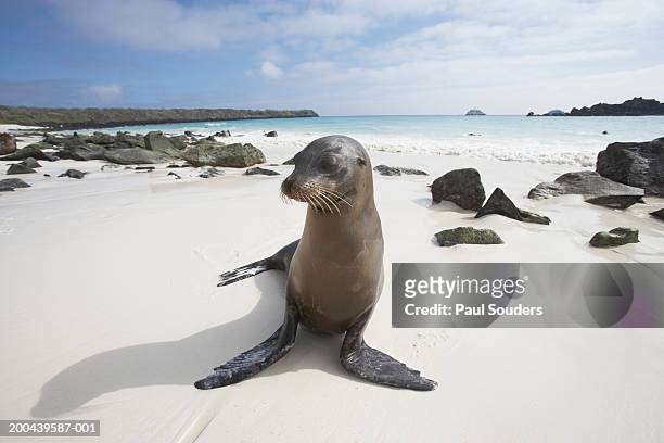 galapagos sea lion (zalophus californianus) on beach - galapagos sea lion stock pictures, royalty-free photos & images