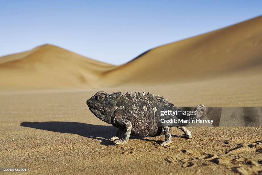 Namaqua Chameleon (Chamaeleo namaquensis) on sand, close-up