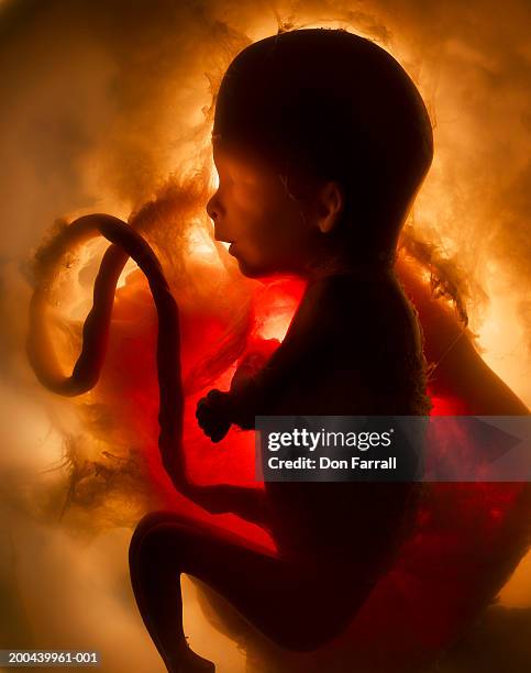 model of embryo in womb - umbilical cord stock pictures, royalty-free photos & images