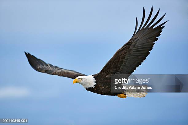 bald eagle (haliaeetus leucocephalus) in flight - bald eagle stock-fotos und bilder