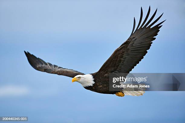 bald eagle (haliaeetus leucocephalus) in flight - eagle foto e immagini stock