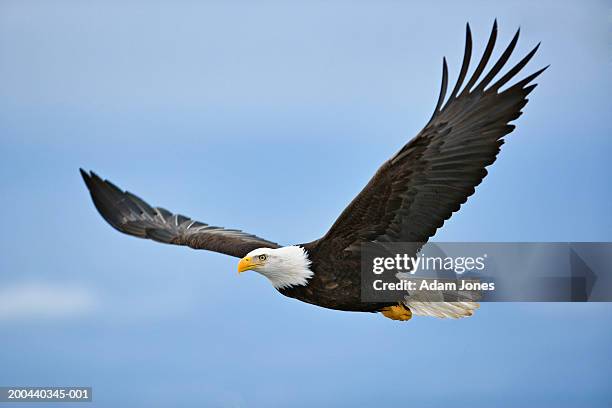 bald eagle (haliaeetus leucocephalus) in flight - 鷲 ストックフォトと画像