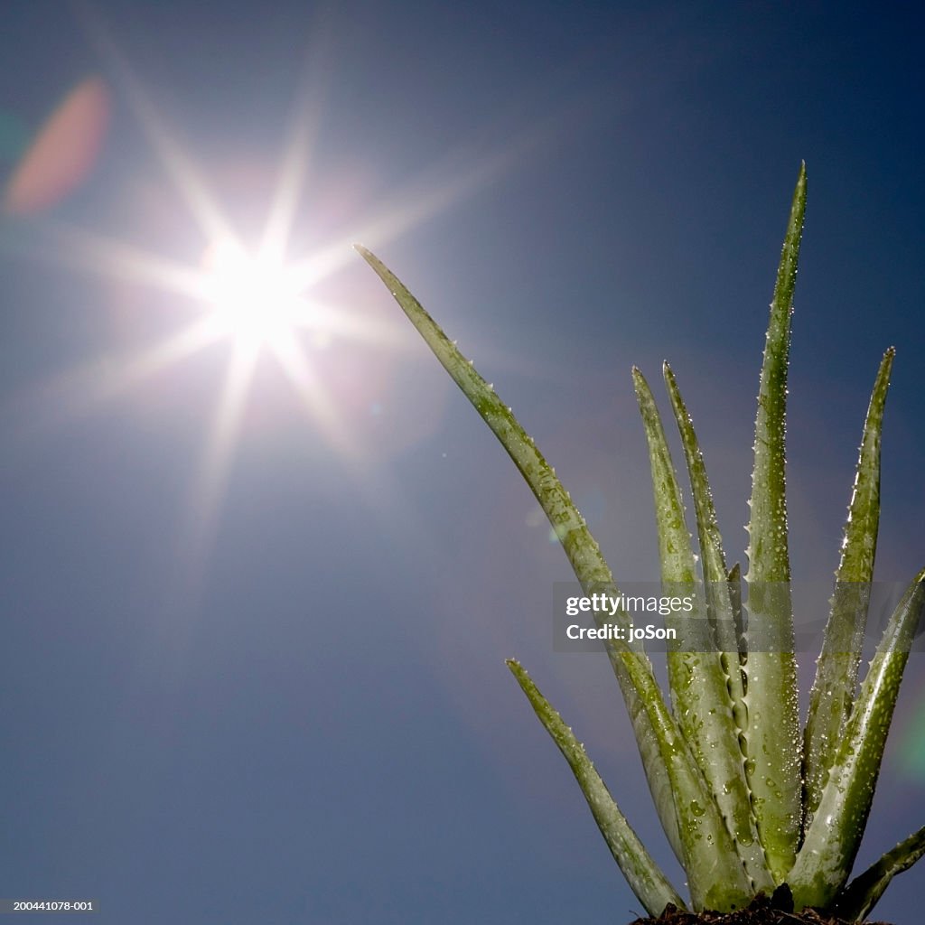 Aloe plant (Aloe sp.) sun flare, close-up, low angle