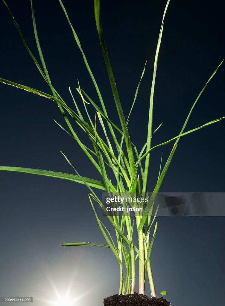 Garlic (Allium sativum), sun flare, close-up