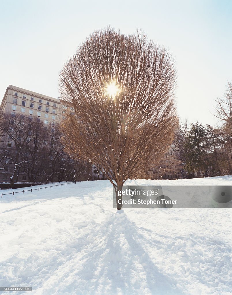 USA, New York City, single tree in snow-covered Central Park, sunrise