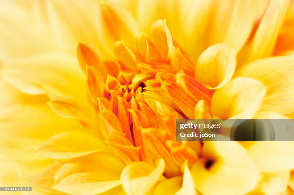 Yellow daisy (Aster sp), close-up