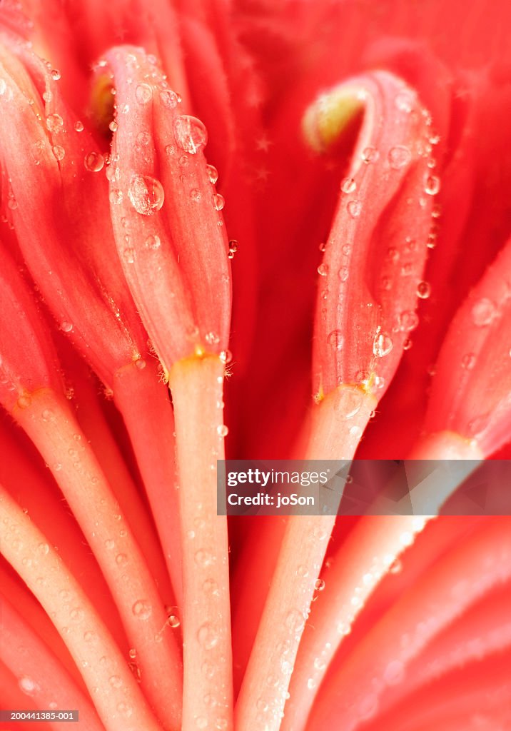 Gippsland waratah (Telopea oreades), close-up