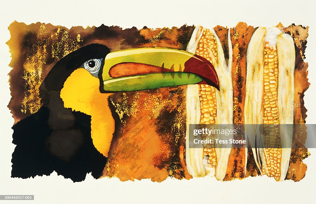 Painted toucan and corns