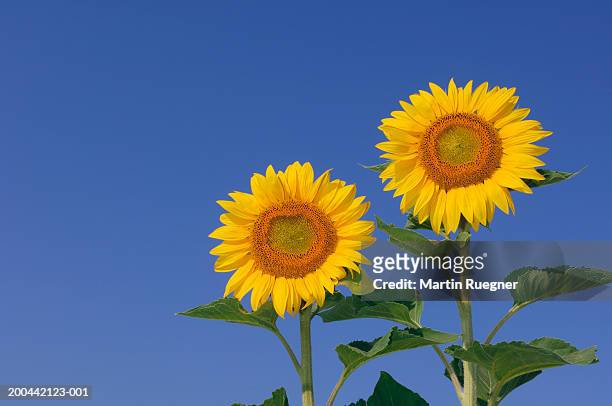 two sunflowers (helianthus annuus) against clear blue sky, close-up - ヒマワリ属 ストックフォトと画像