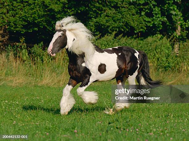 irish cob pony galloping in field - irish cob horse fotografías e imágenes de stock