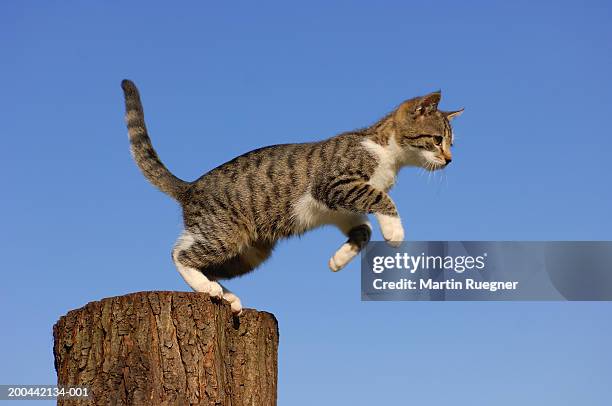 domestic cat leaping off of tree stump, against blue background - cat mid air stock pictures, royalty-free photos & images