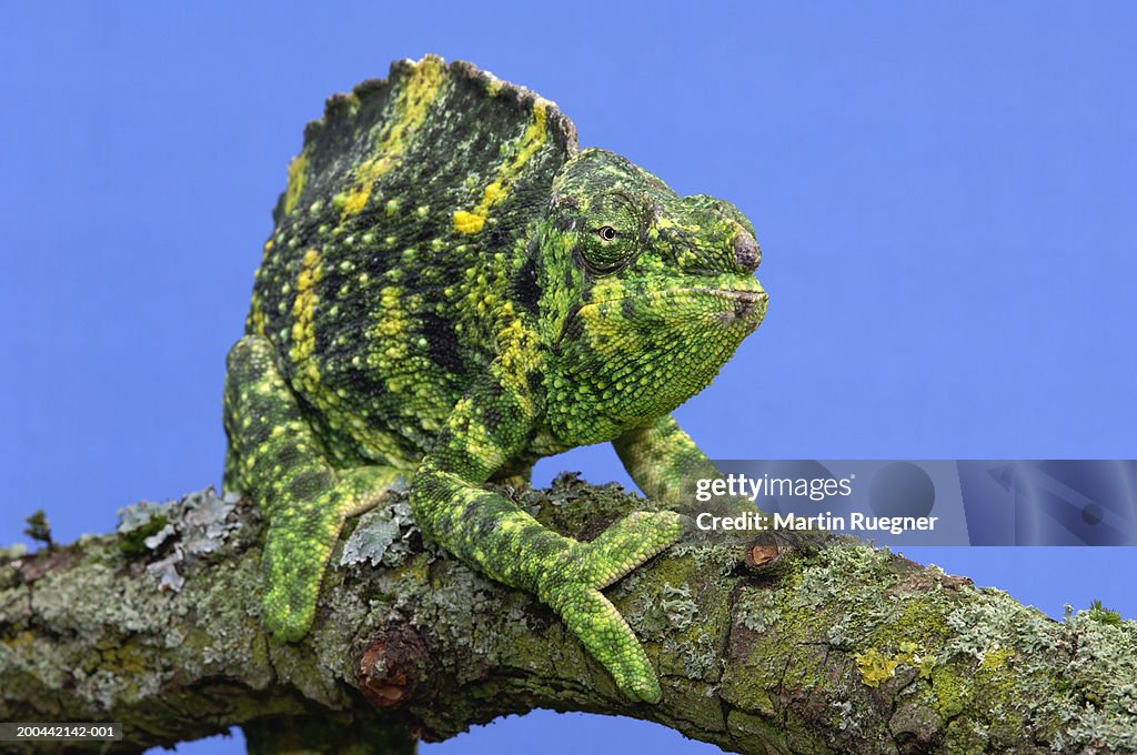 Meller's chameleon on branch, against blue background
