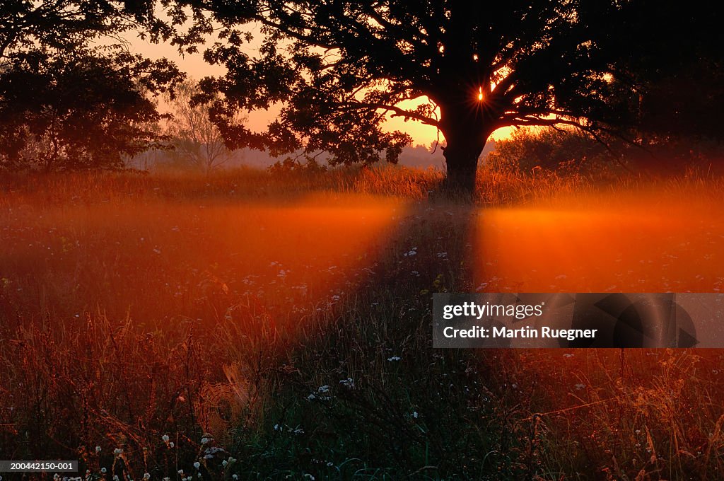 Sunrise shining through trees lighting meadow