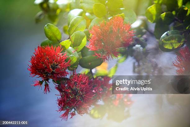 Ohia Tree Closeup Of Lehua Blossoms High-Res Stock Photo