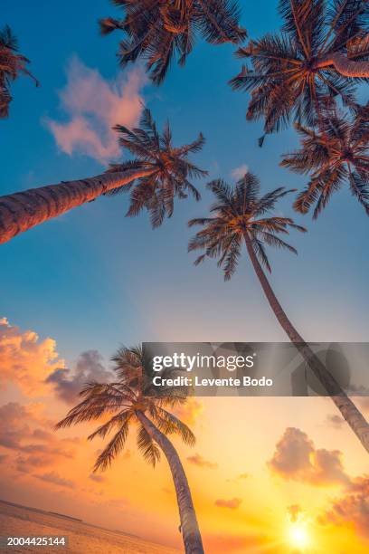 low angle view of silhouette palm trees against sky during sunset. looking up inspirational nature pattern. relaxing coast beachfront landscape - low angle view of silhouette palm trees against sky stock-fotos und bilder