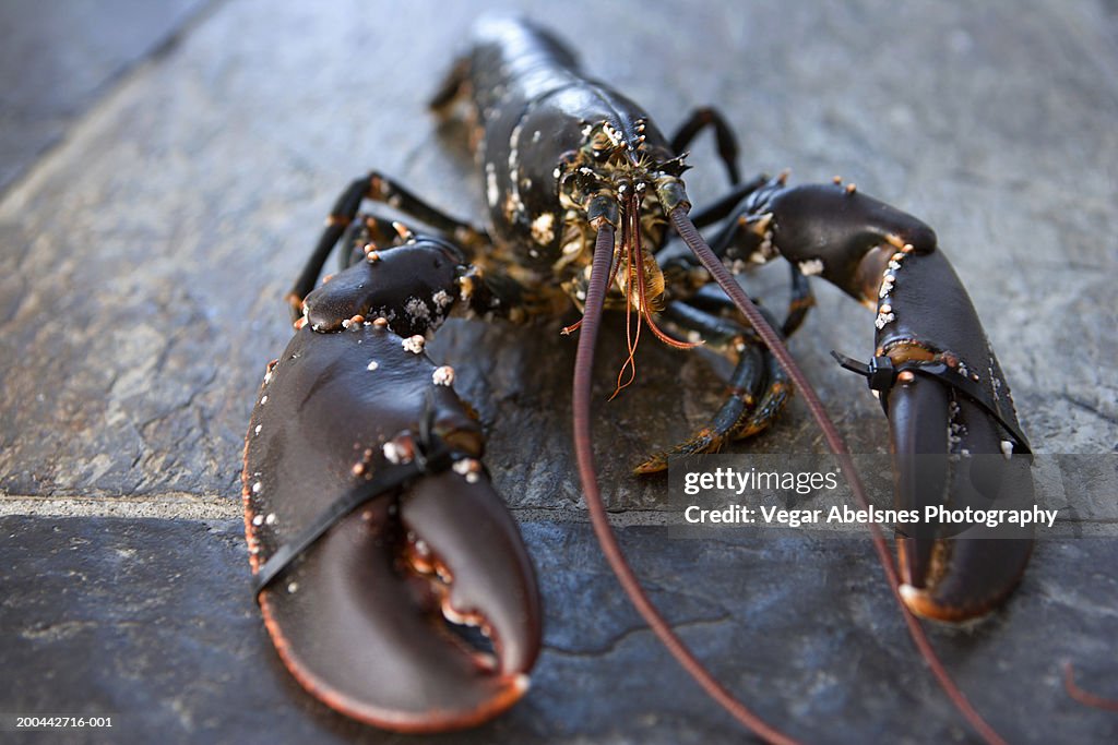 Fresh lobster on granite slab