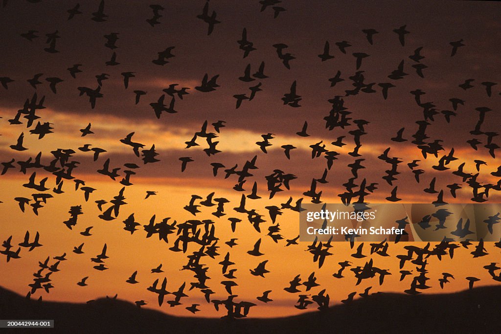 Crested auklets (Aethia cristatella) in flight at sunset