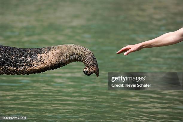 woman reaching out to indian elephant's trunk, side view - captive animals stock-fotos und bilder