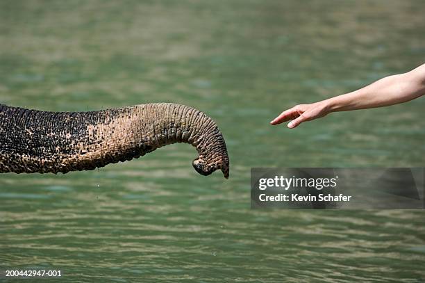 woman reaching out to indian elephant's trunk, side view - ゾウの鼻 ストックフォトと画像