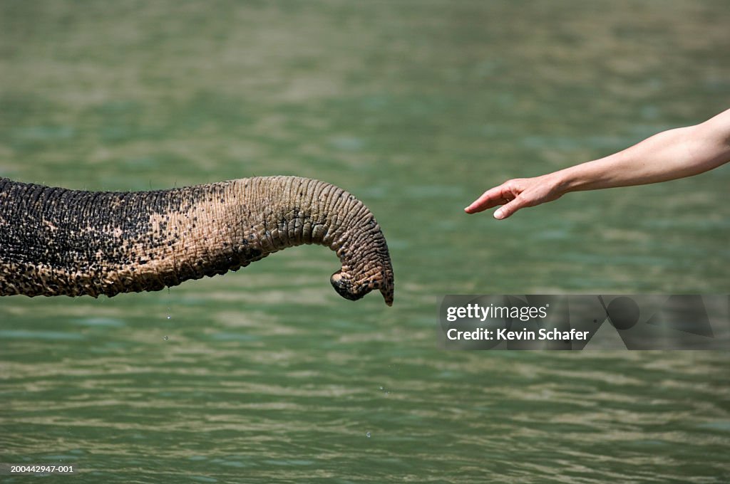 Woman reaching out to Indian elephant's trunk, side view