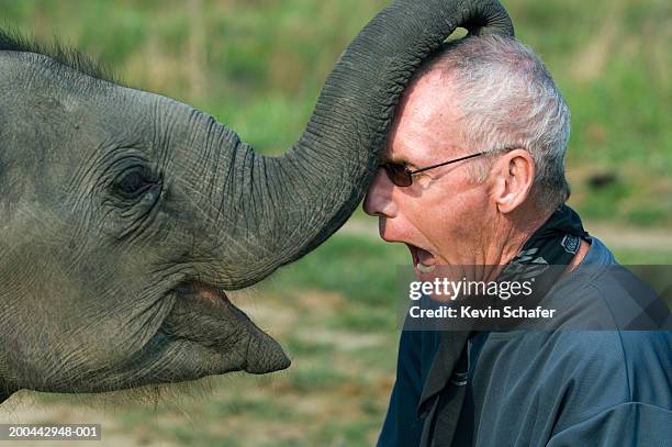 Young Indian elephant touching man's head with trunk, side view