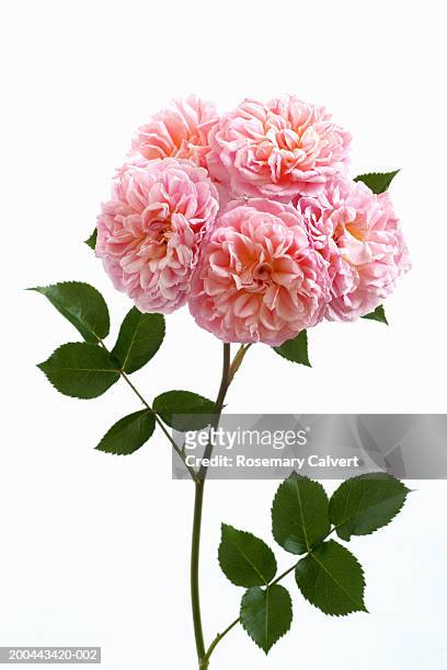 climbing rose (rosa pirouette) close-up - plant stem stock pictures, royalty-free photos & images