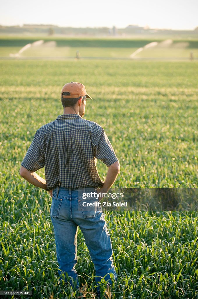 Farmer looking over wheatfield, rear view, summer