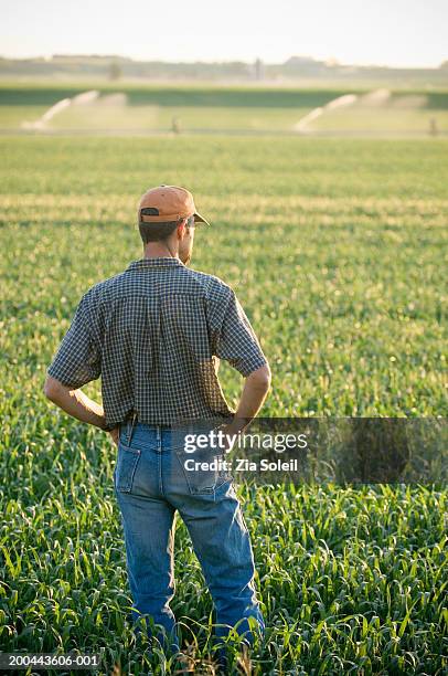 farmer looking over wheatfield, rear view, summer - sprinkler system stock pictures, royalty-free photos & images