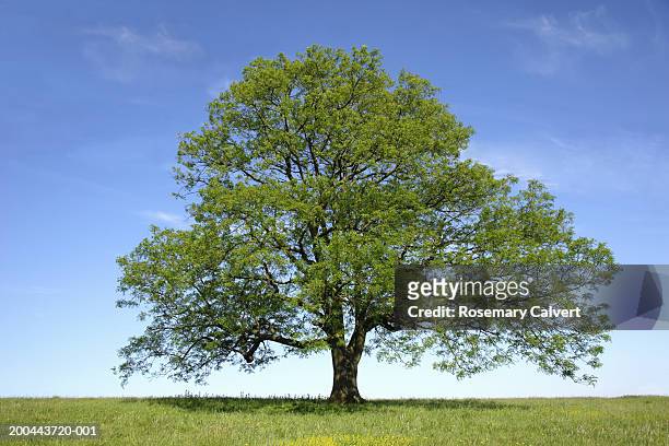ash (fraxinus sp.) tree in field, spring - ash bildbanksfoton och bilder