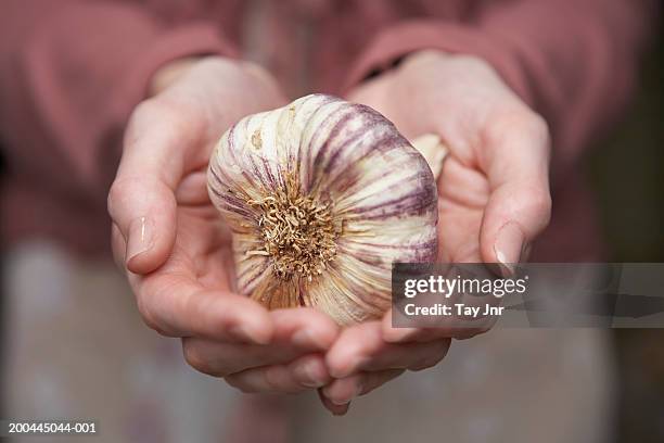 young woman holding large bulb of garlic in cupped hands, close-up - 0703ef stock pictures, royalty-free photos & images