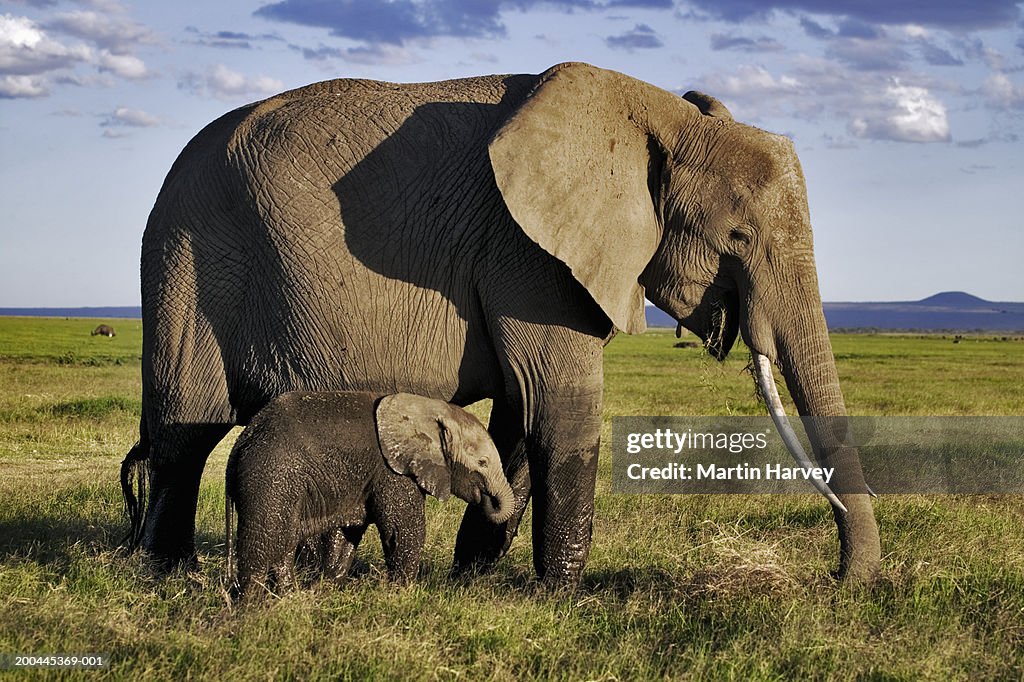 African elephant (Loxodonta africana) calf walking alongside adult