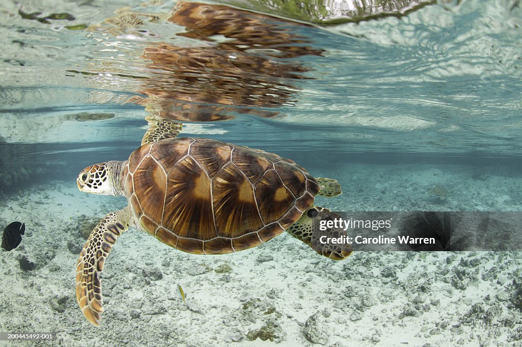 Green sea turtles (Chelonia mydas) in large lagoon