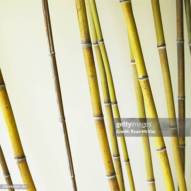 black bamboo (phyllostachys nigra) - black bamboo stock pictures, royalty-free photos & images