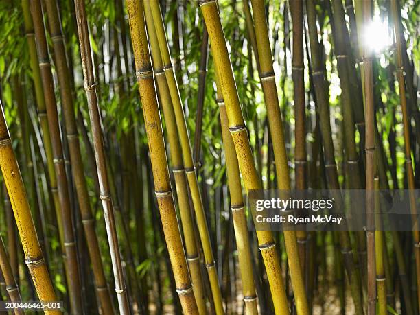 black bamboo (phyllostachys nigra) grove - black bamboo stock pictures, royalty-free photos & images