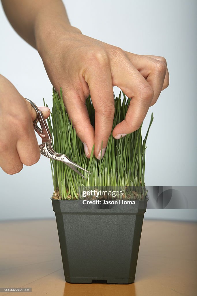 Young woman trimming pot of grass, close-up