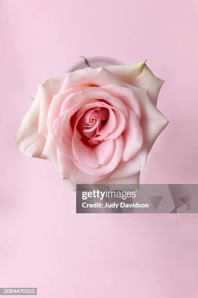 single pink rose from above on pink background - gratitude jar stock pictures, royalty-free photos & images