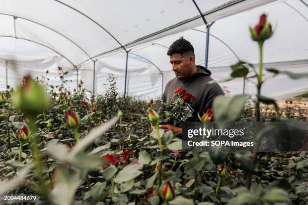 Francisco Chavez flower grower seen during the cutting of roses in a greenhouse. About 45 years ago, residents in this community began planting...