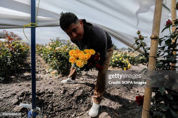 Francisco Chavez flower grower seen during the cutting of roses in a greenhouse. About 45 years ago, residents in this community began planting...