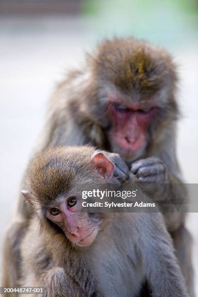 japanese macaques (macaca fuscata) monkeys, one monkey cleaning other - macaque stock pictures, royalty-free photos & images