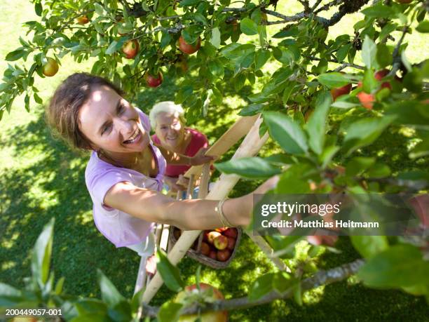 two women picking apples, one standing on ladder, smiling - apple tree stock pictures, royalty-free photos & images