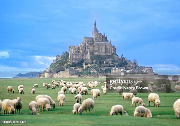 france, normandy, mont saint michel, sheep grazing - normandy - fotografias e filmes do acervo