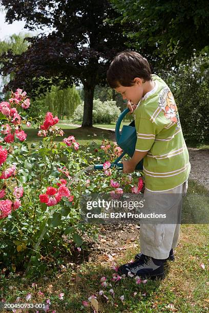 boy (4-6) watering rose bed with watering can, side view - roseto foto e immagini stock