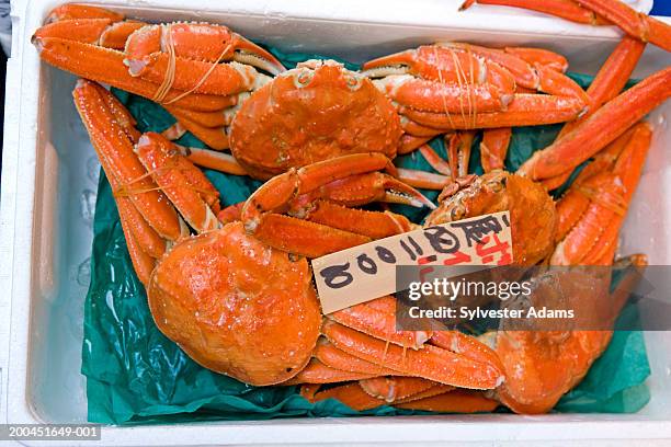 japan, tokyo, close-up of giant crab in fish market - pseudocarcinus gigas stock pictures, royalty-free photos & images