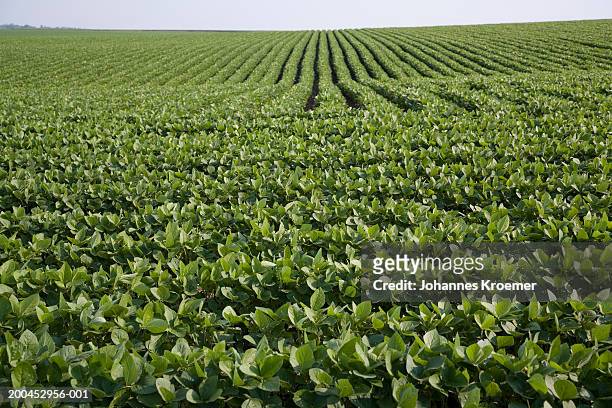 soybean field, summer - plantation stockfoto's en -beelden