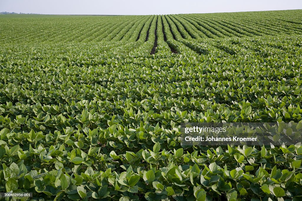 Soybean field, summer