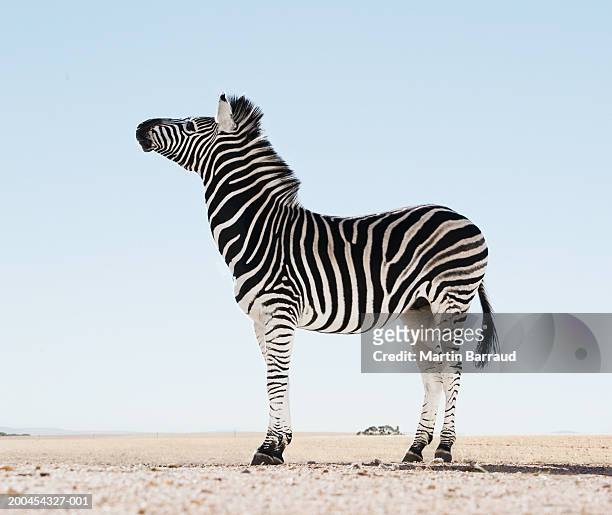 zebra (equus burchellii) in open landscape, (digital enhancement) - zebra print stockfoto's en -beelden