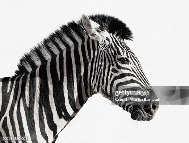 zebra (equus burchellii), side vew (digital enhancement) - zebra stock pictures, royalty-free photos & images